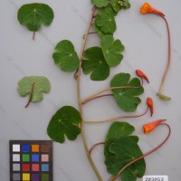 CIP 203053 Herbarium