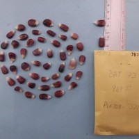 CIMMYTMA 7571 - Reference inventory.jpg