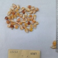 CIMMYTMA 1327 - Reference Inventory.jpg