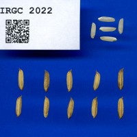 IRGC 2022 Seed Photo