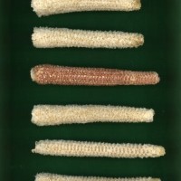 CIMMYTMA 19033 PAZM 07043 AF18A-0903-161 C.jpg