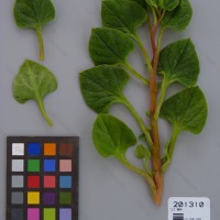 CIP 201310 Herbarium