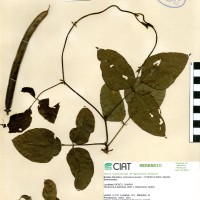 15778 herbarium