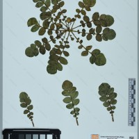 CIP 761142 herbarium