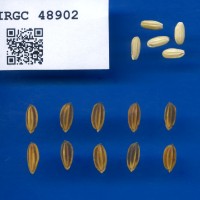 IRGC 48902 Seed Photo