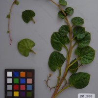 CIP 201258 Herbarium