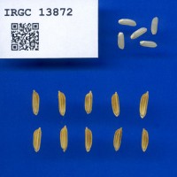 IRGC 13872 Seed Photo