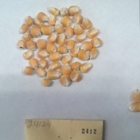 CIMMYTMA 2412 - Reference Inventory.jpg