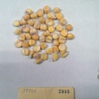 CIMMYTMA 2995 - Reference Inventory.jpg