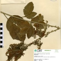19661 herbarium