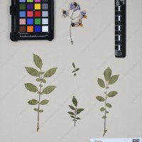 CIP 763474_OCHS 12061a_06.jpg