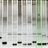 PAR100 gel
