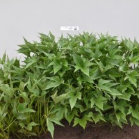 CIP 420888 (plant).jpg