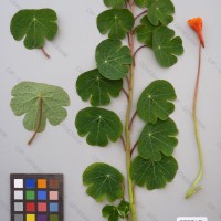 CIP 203063 Herbarium