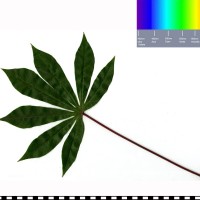 COL481 leaf