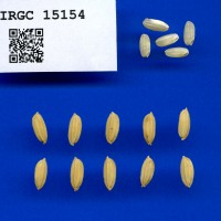 IRGC 15154 Seed Photo