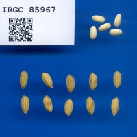 IRGC 85967 Seed Photo