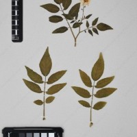 CIP 762326_OCHS 15565_03.jpg