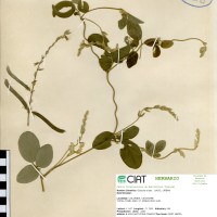 8144 herbarium