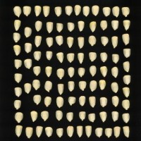 CIMMYTMA 2050 MORE 112 AF19A-0903-49 K.jpg