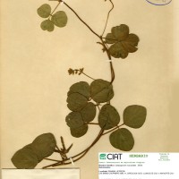 7116 herbarium