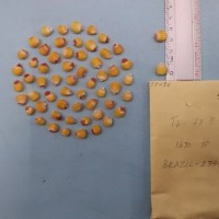 CIMMYTMA 7845 - Reference inventory.jpg