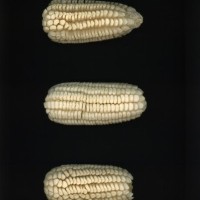 CIMMYTMA 223 MORE 10 PV22A-1903-117 E10620 _compress.jpg