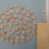 CIMMYTMA 5747 - Reference Inventory.jpg