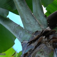 6.3.1 - Blotches at the petiole base