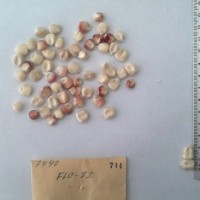 CIMMYTMA 744 - Reference Inventory.jpg