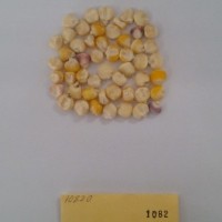 CIMMYTMA 1082 - Reference Inventory.jpg