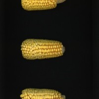 CIMMYTMA 8398 BRAZ 1667 AF23A-0903-235 E1.jpg