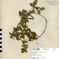 17699 herbarium