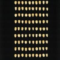 CIMMYTMA 4927 BRAZ 2034 AF22A-0903-90 K_compress.jpg