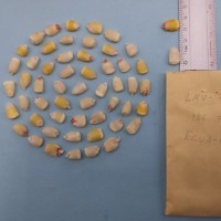 CIMMYTMA 7920 - Reference inventory.jpg