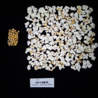 Popped and not popped comparison labeled.jpg