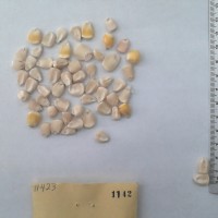 CIMMYTMA 1142 - Reference Inventory.jpg