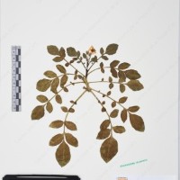 CIP 761429_OCHS 12062_08.jpg