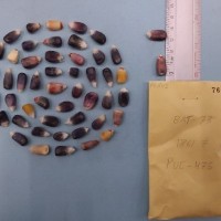 CIMMYTMA 7684 - Reference inventory.jpg