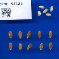 IRGC 54124 Seed Photo