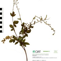 23813 herbarium