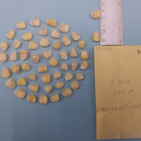 CIMMYTMA 7092 - Reference inventory.jpg