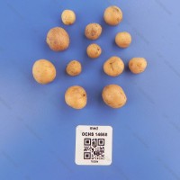 CIP 762084 Tuber