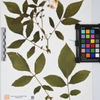 CIP 761076_OCH 12014_03.jpg