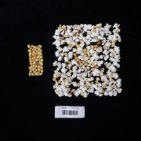 Popped and not popped comparison labeled.jpg