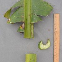 6.3.3 - Petiole canal leaf III