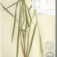 IRGC 100900 Herbarium