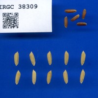 IRGC 38309 Seed Photo
