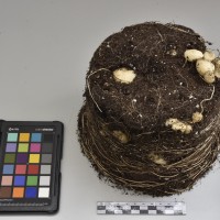 CIP760458_HHA 6613_Tb.JPG