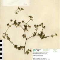 171 herbarium